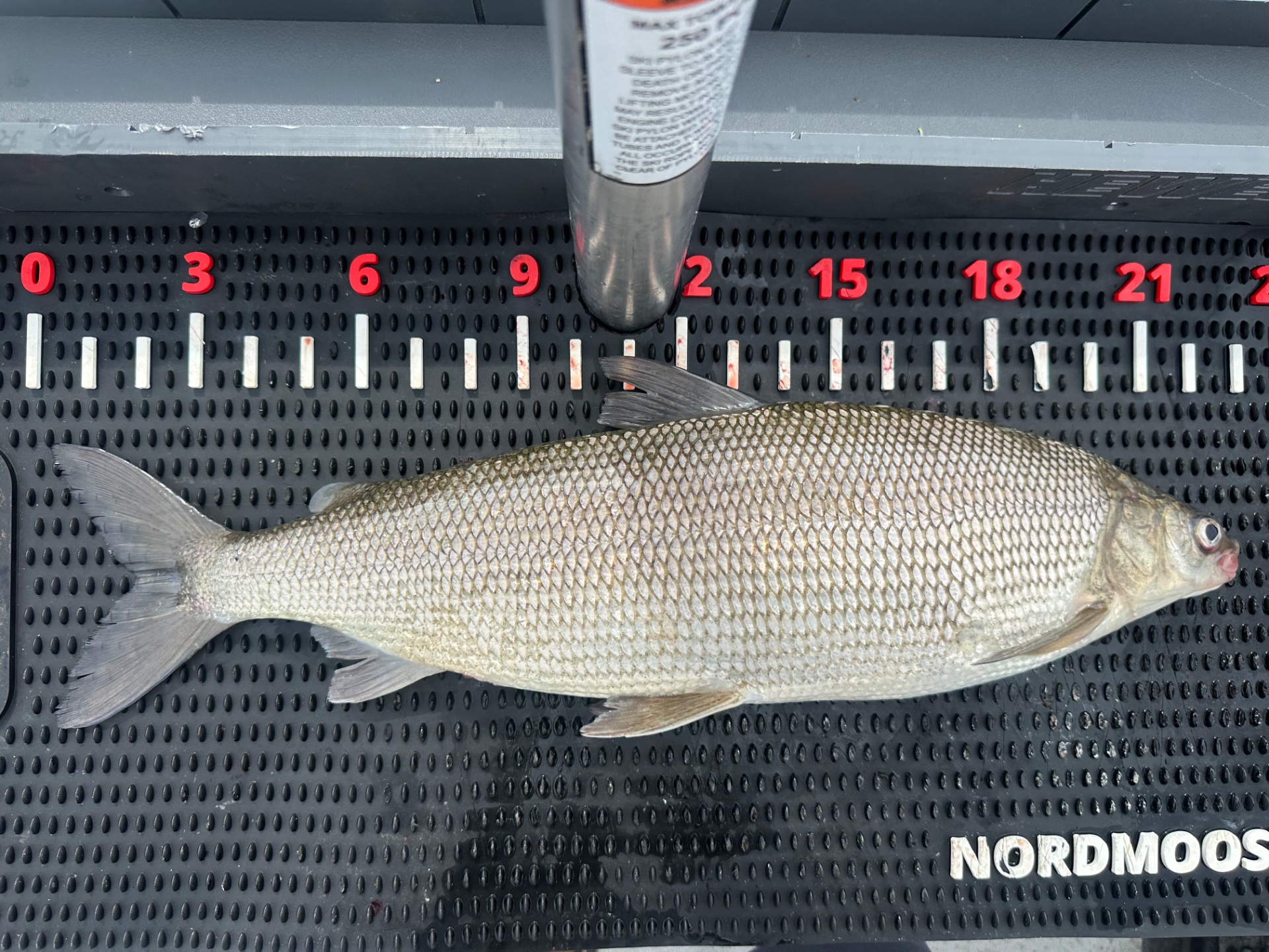 Lake Whitefish