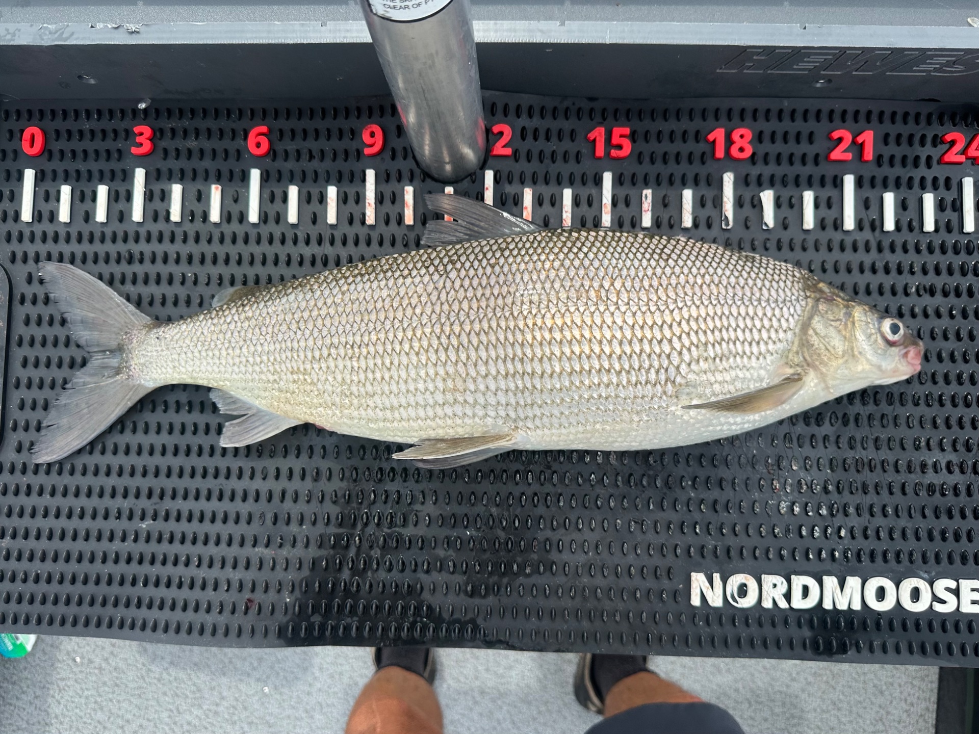 Lake Whitefish