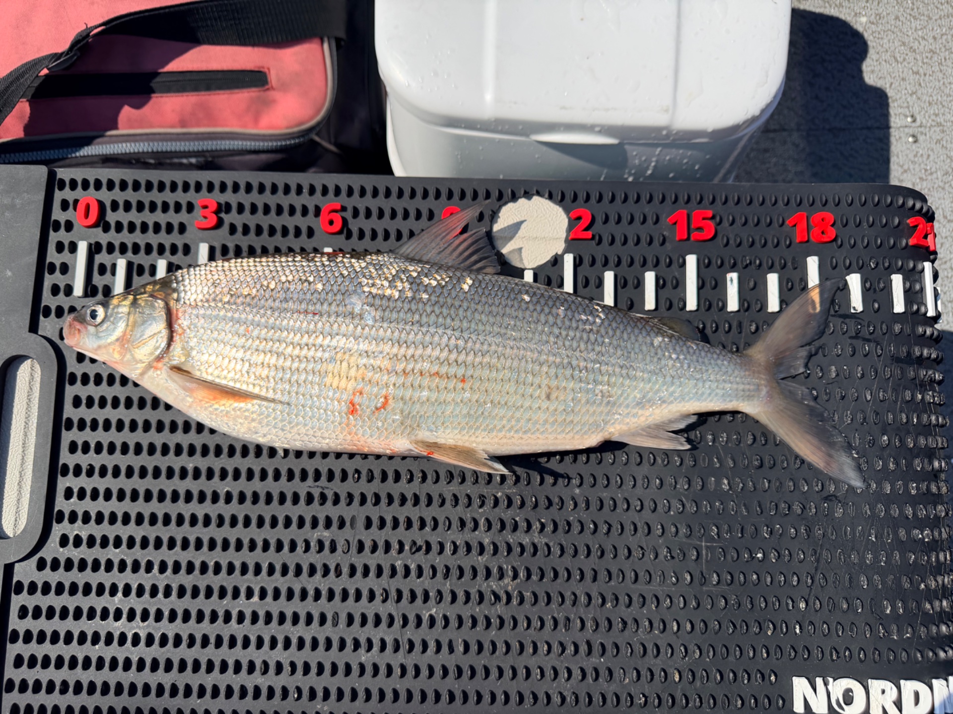 Lake Whitefish