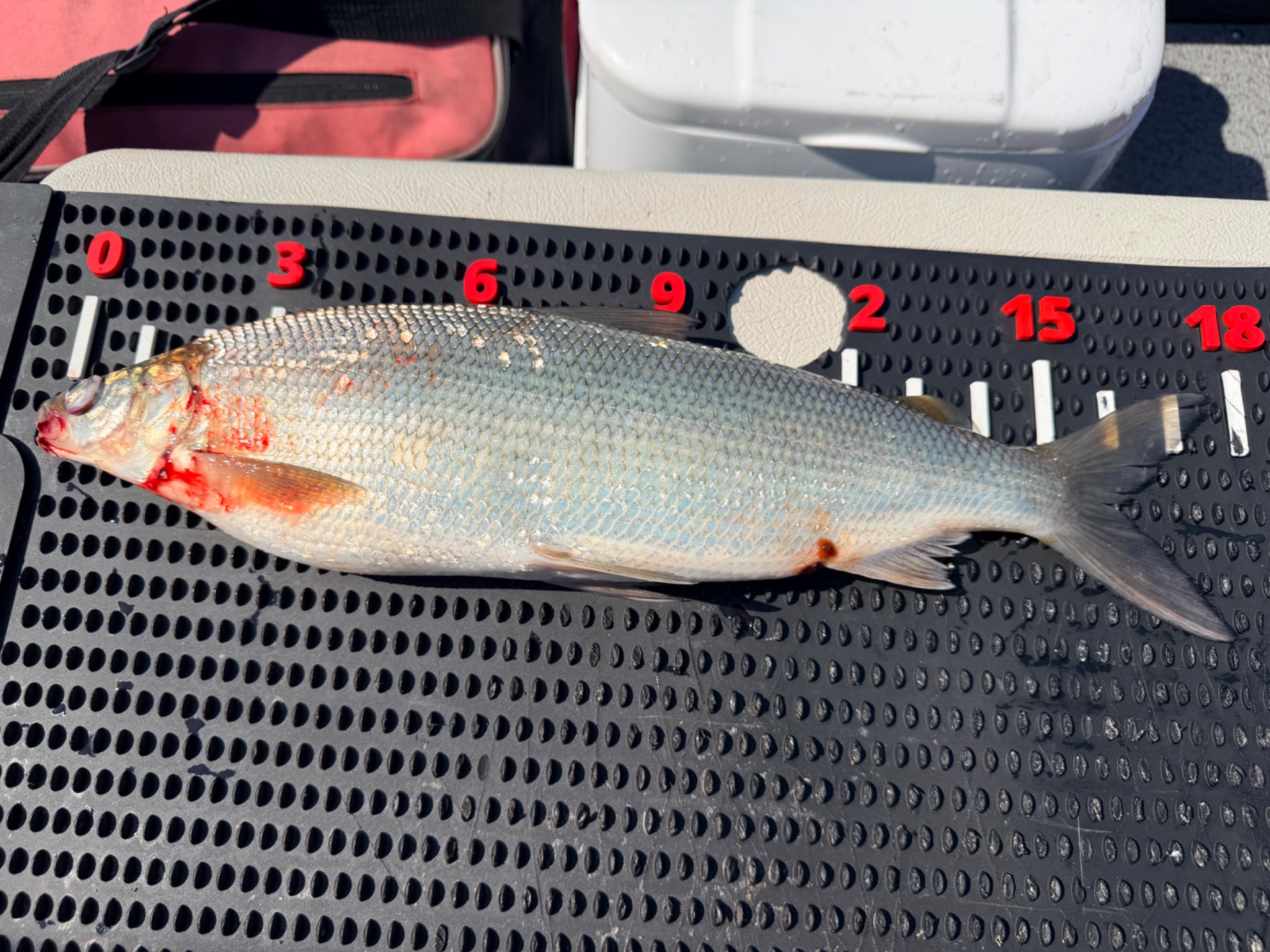 Lake Trout